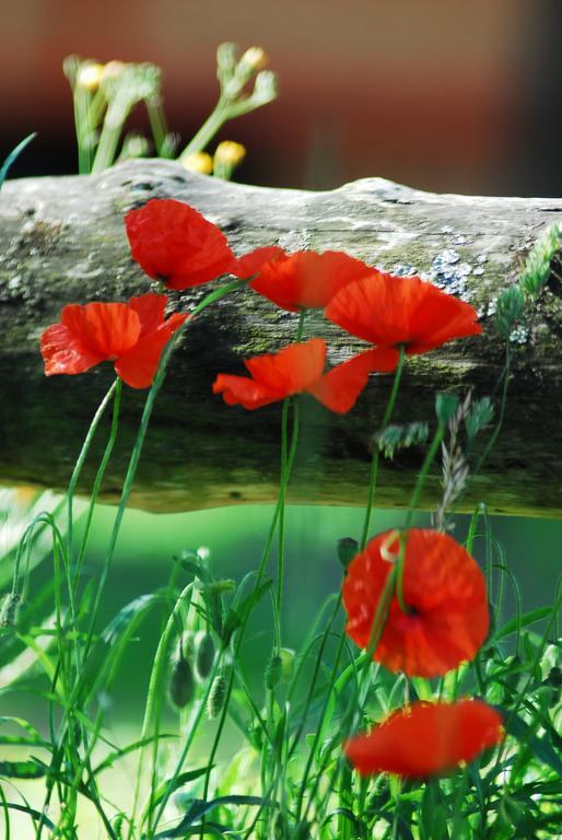 Gypsy Nature B&B Jumelles  エクステリア 写真